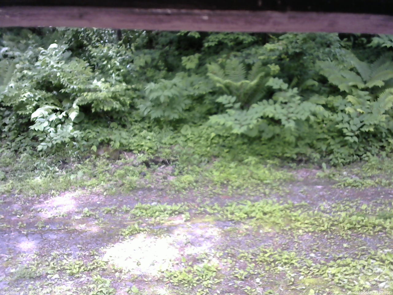 長野県菅平高原 ゆたか山荘 東側(坂下) 2026/06/23 11:00