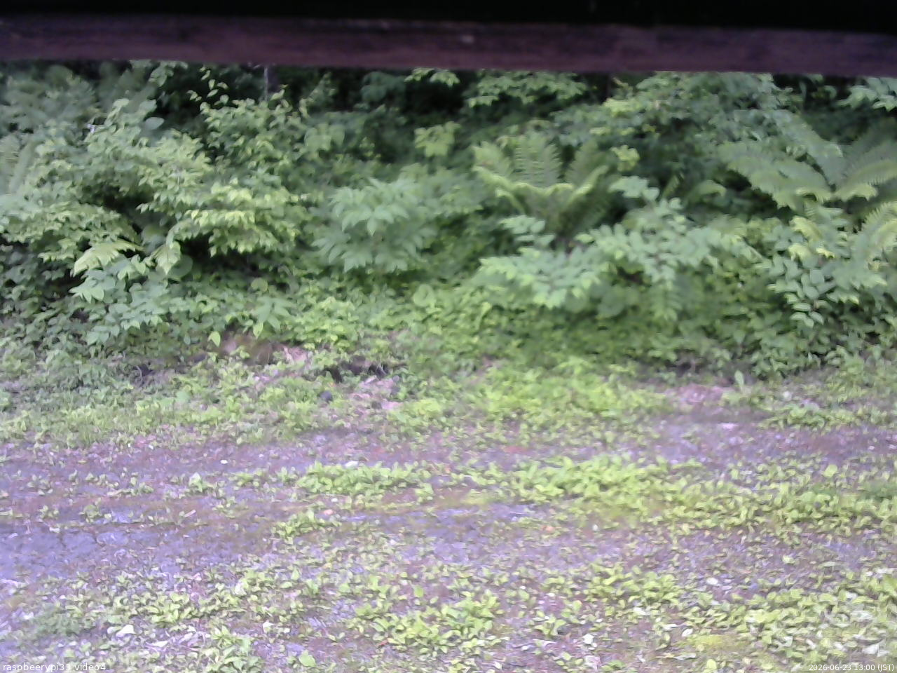 長野県菅平高原 ゆたか山荘 東側(坂下) 2026/06/23 13:00