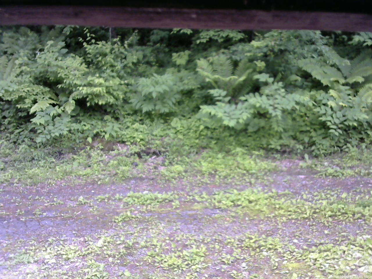 長野県菅平高原 ゆたか山荘 東側(坂下) 2026/06/23 13:45