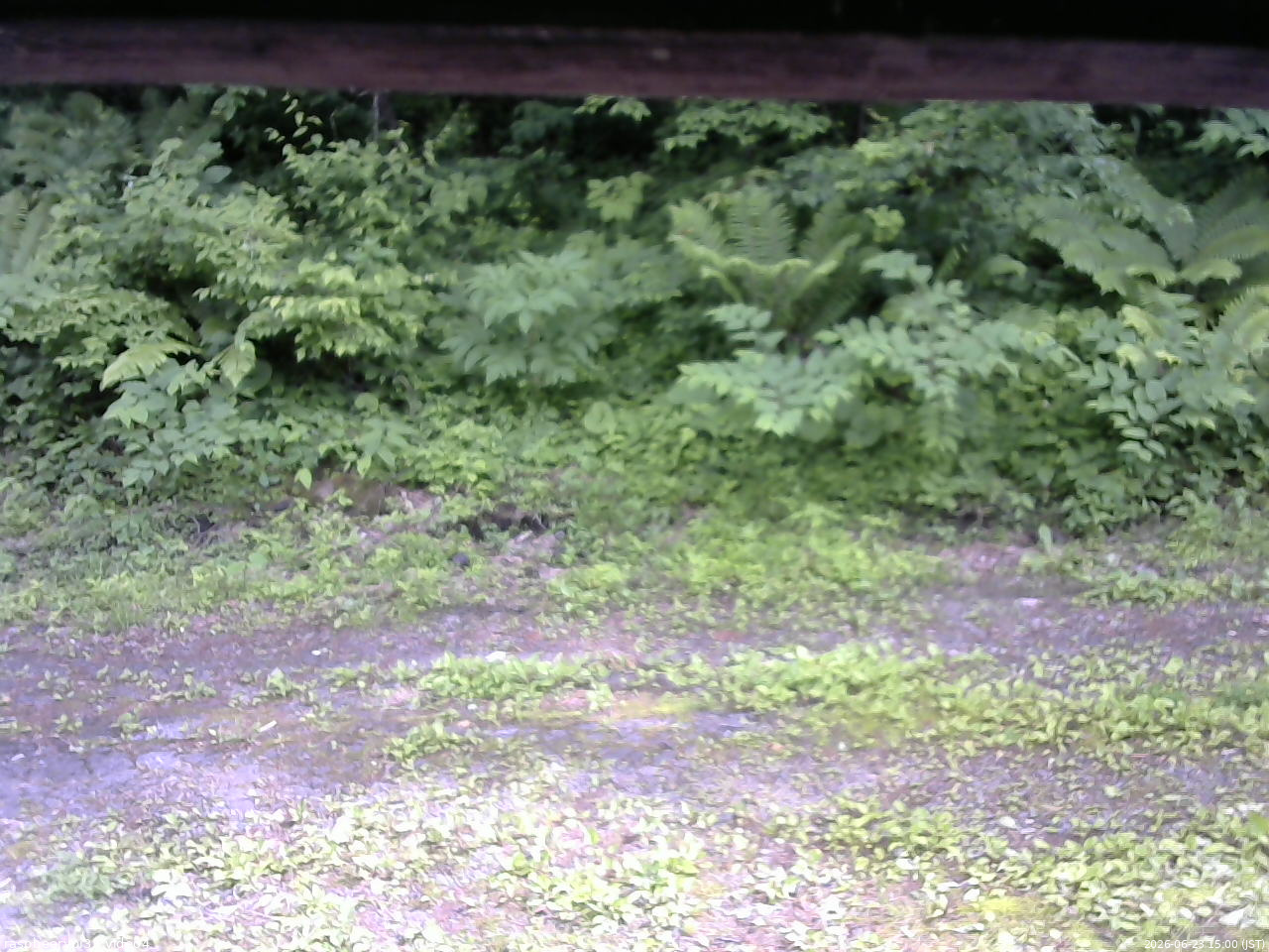 長野県菅平高原 ゆたか山荘 東側(坂下) 2026/06/23 15:00