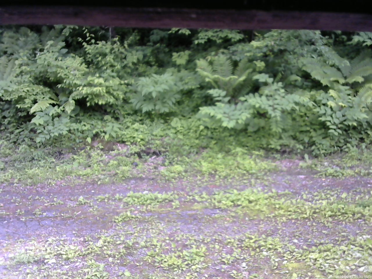 長野県菅平高原 ゆたか山荘 東側(坂下) 2026/06/23 15:30