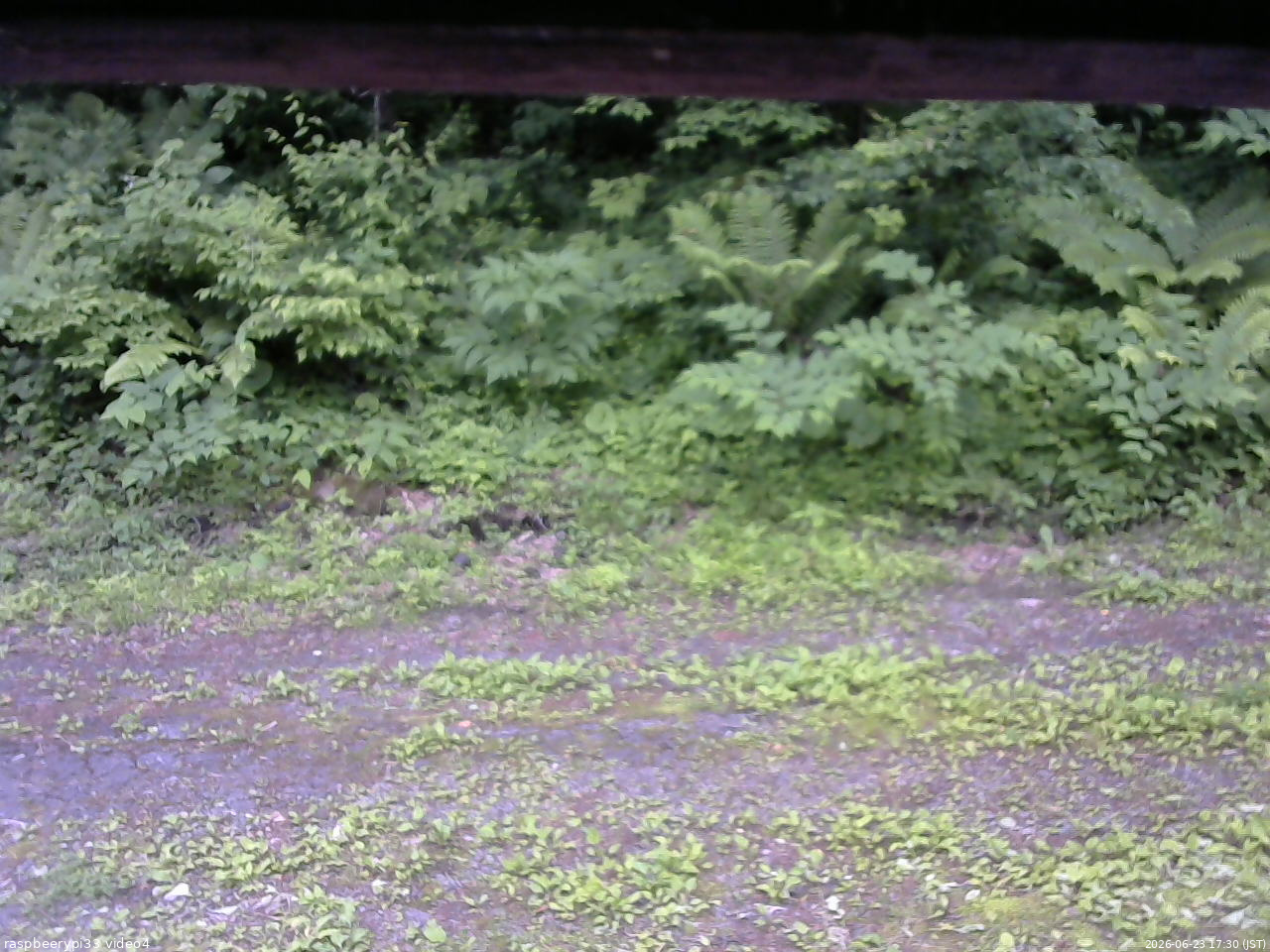 長野県菅平高原 ゆたか山荘 東側(坂下) 2026/06/23 17:30