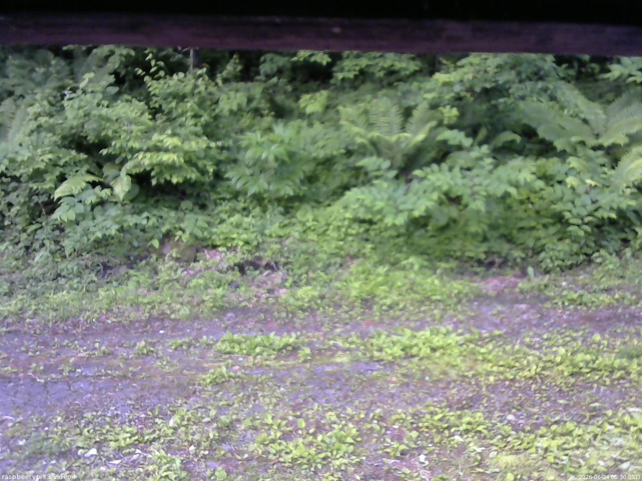 長野県菅平高原 ゆたか山荘 東側(坂下) 2026/06/24 05:30