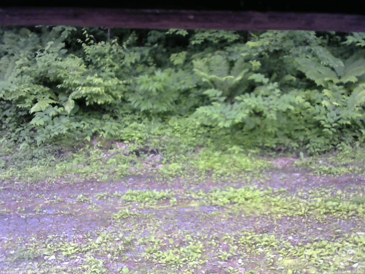 長野県菅平高原 ゆたか山荘 東側(坂下) 2026/06/24 06:00