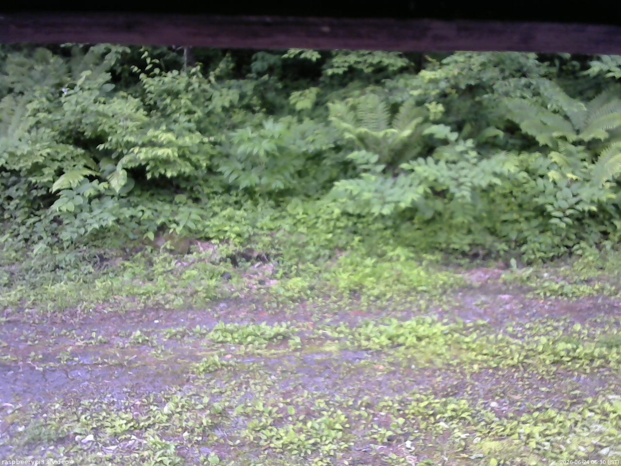 長野県菅平高原 ゆたか山荘 東側(坂下) 2026/06/24 06:30
