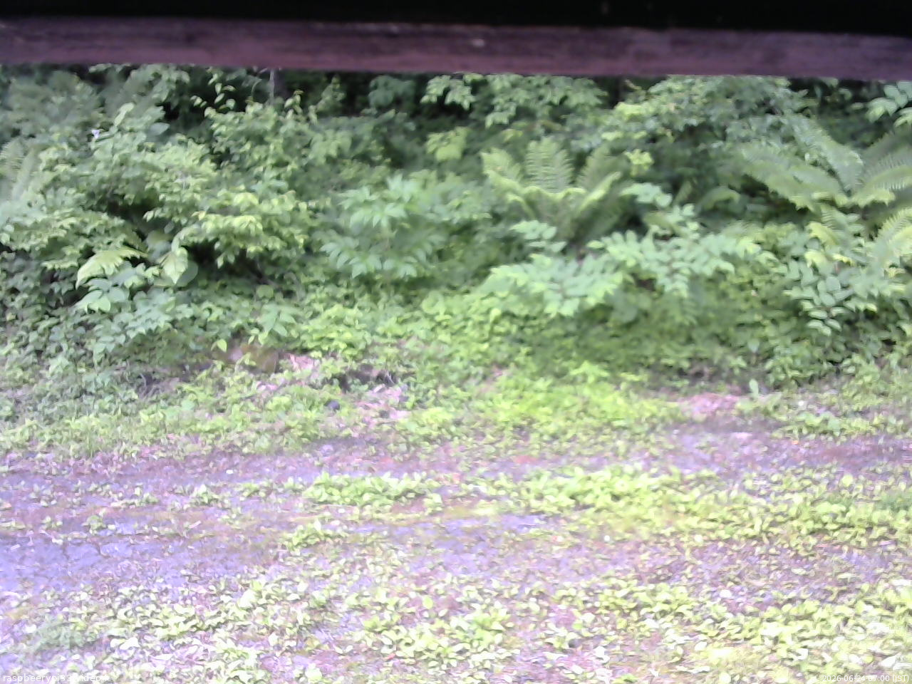 長野県菅平高原 ゆたか山荘 東側(坂下) 2026/06/24 07:00