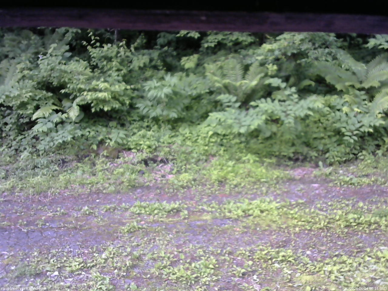 長野県菅平高原 ゆたか山荘 東側(坂下) 2026/06/24 07:15