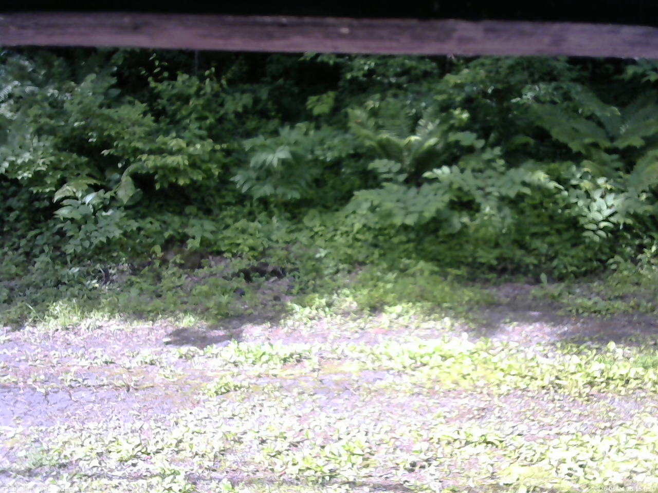 長野県菅平高原 ゆたか山荘 東側(坂下) 2026/06/24 08:15