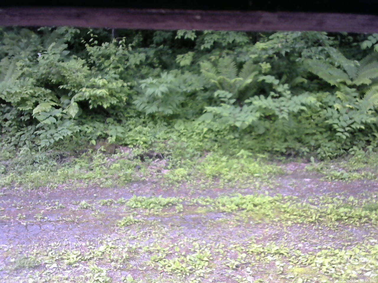 長野県菅平高原 ゆたか山荘 東側(坂下) 2026/06/24 08:45