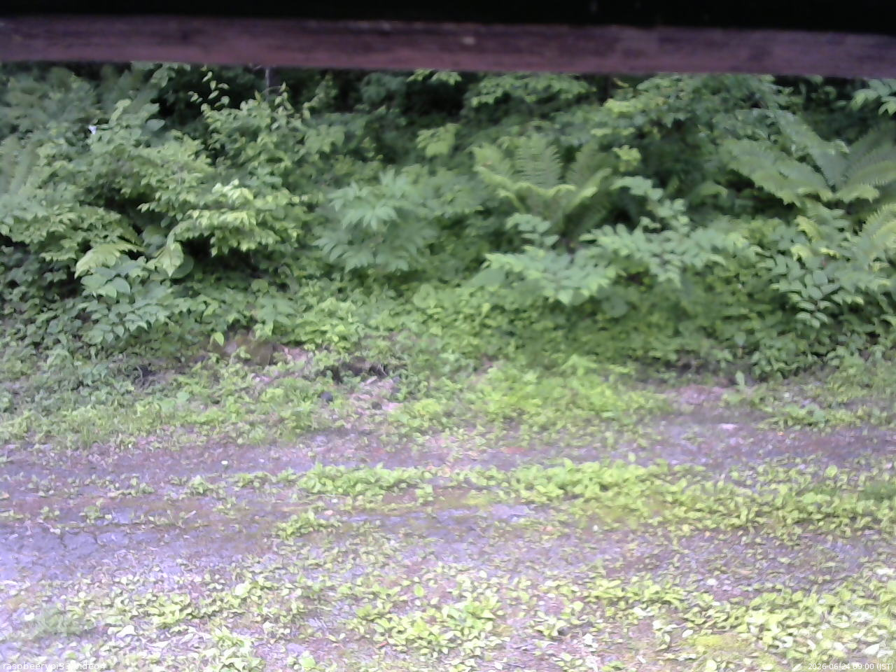 長野県菅平高原 ゆたか山荘 東側(坂下) 2026/06/24 09:00
