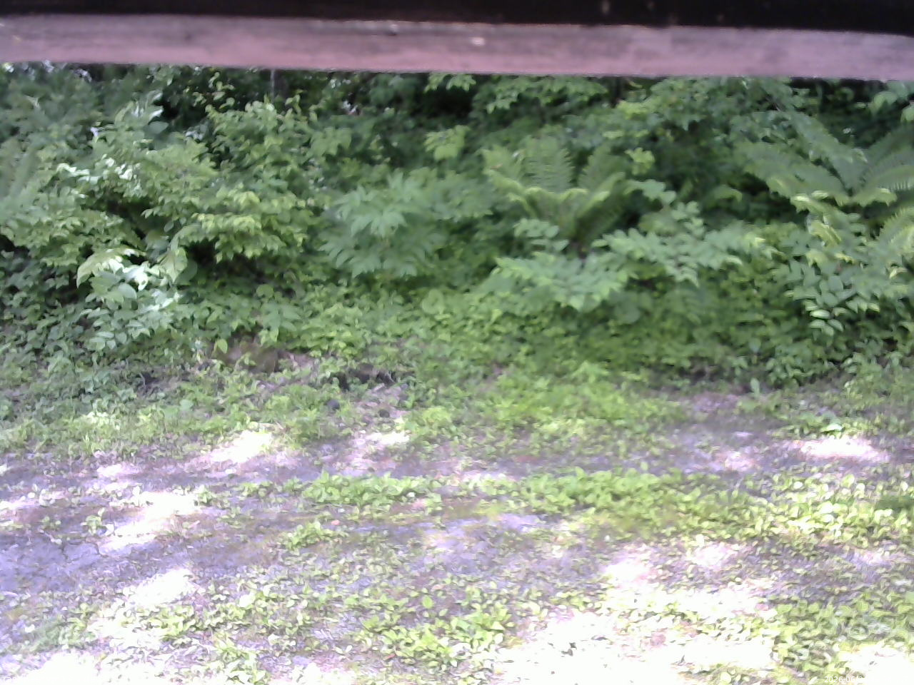 長野県菅平高原 ゆたか山荘 東側(坂下) 2026/06/24 09:30