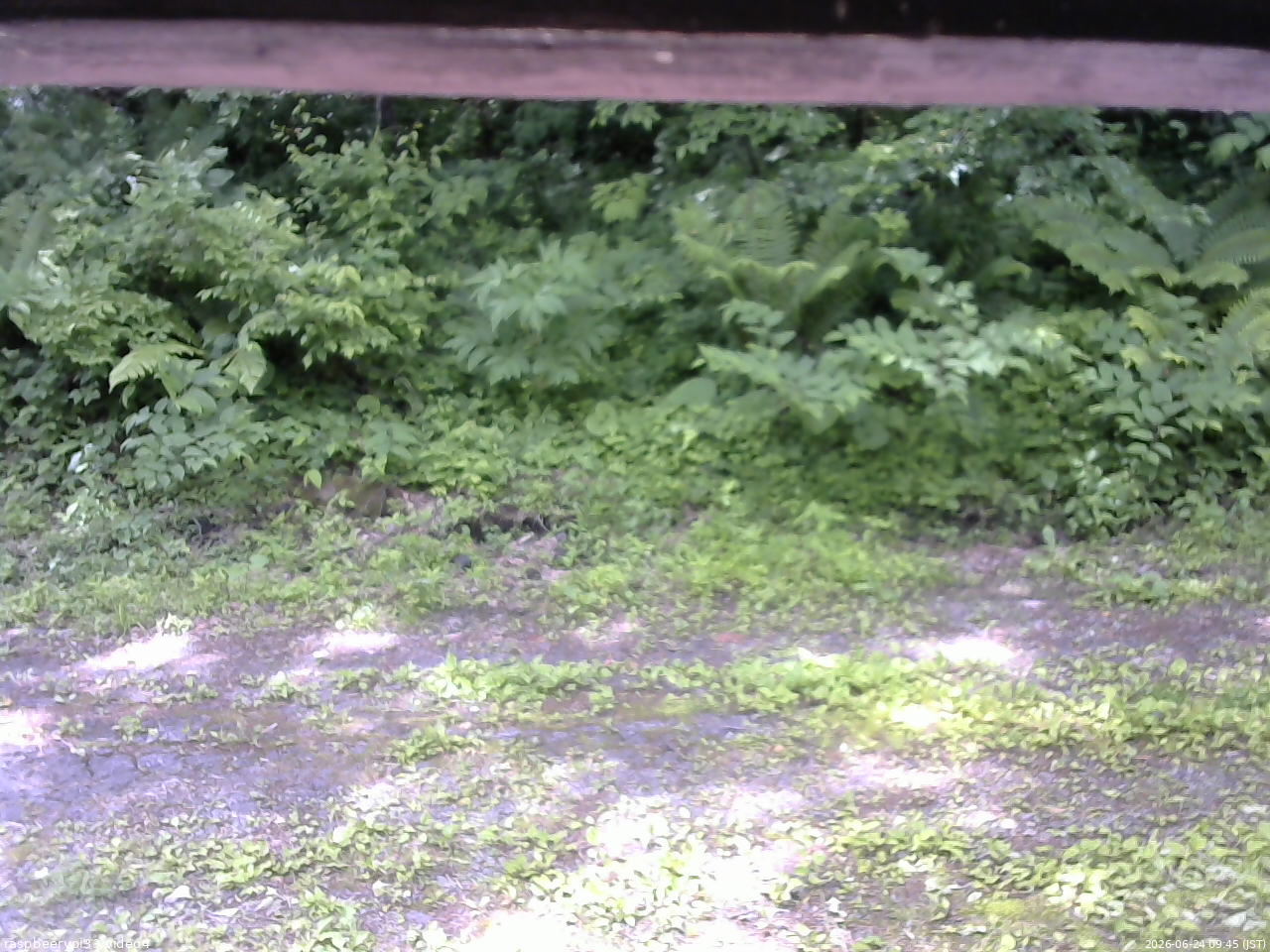 長野県菅平高原 ゆたか山荘 東側(坂下) 2026/06/24 09:45