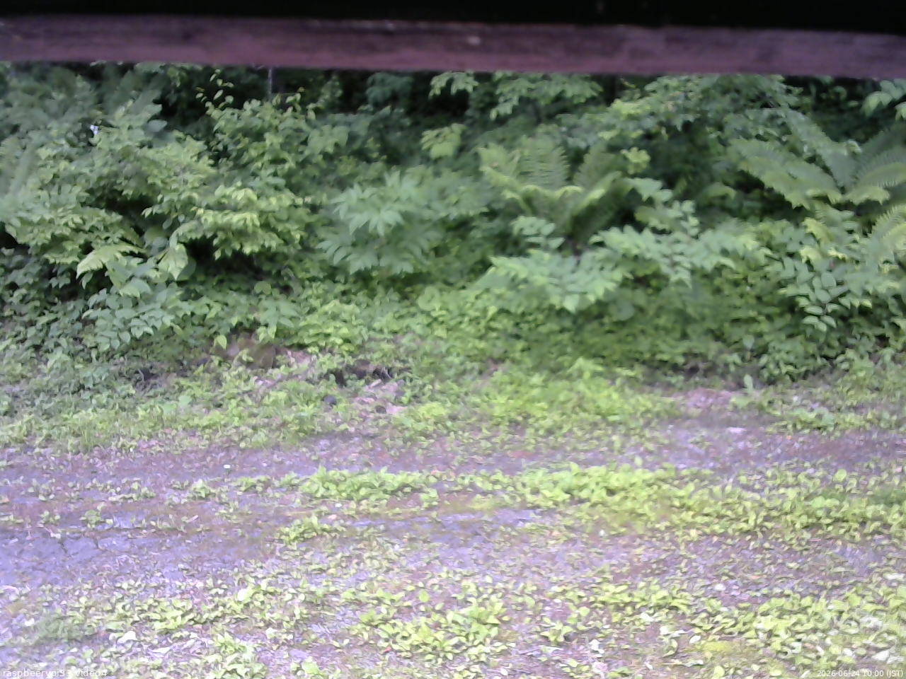 長野県菅平高原 ゆたか山荘 東側(坂下) 2026/06/24 10:00