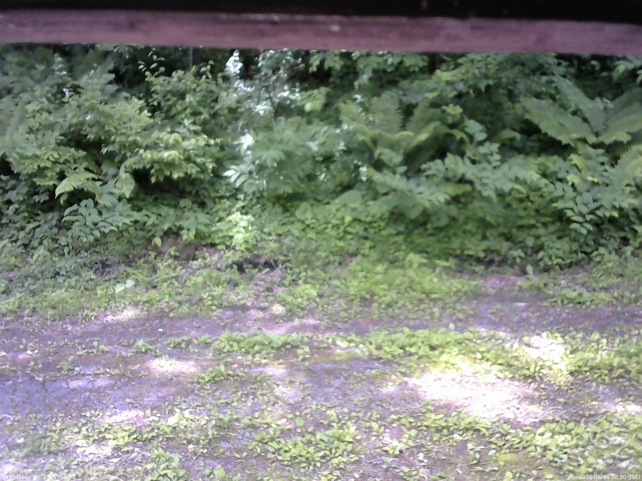 長野県菅平高原 ゆたか山荘 東側(坂下) 2026/06/24 10:30