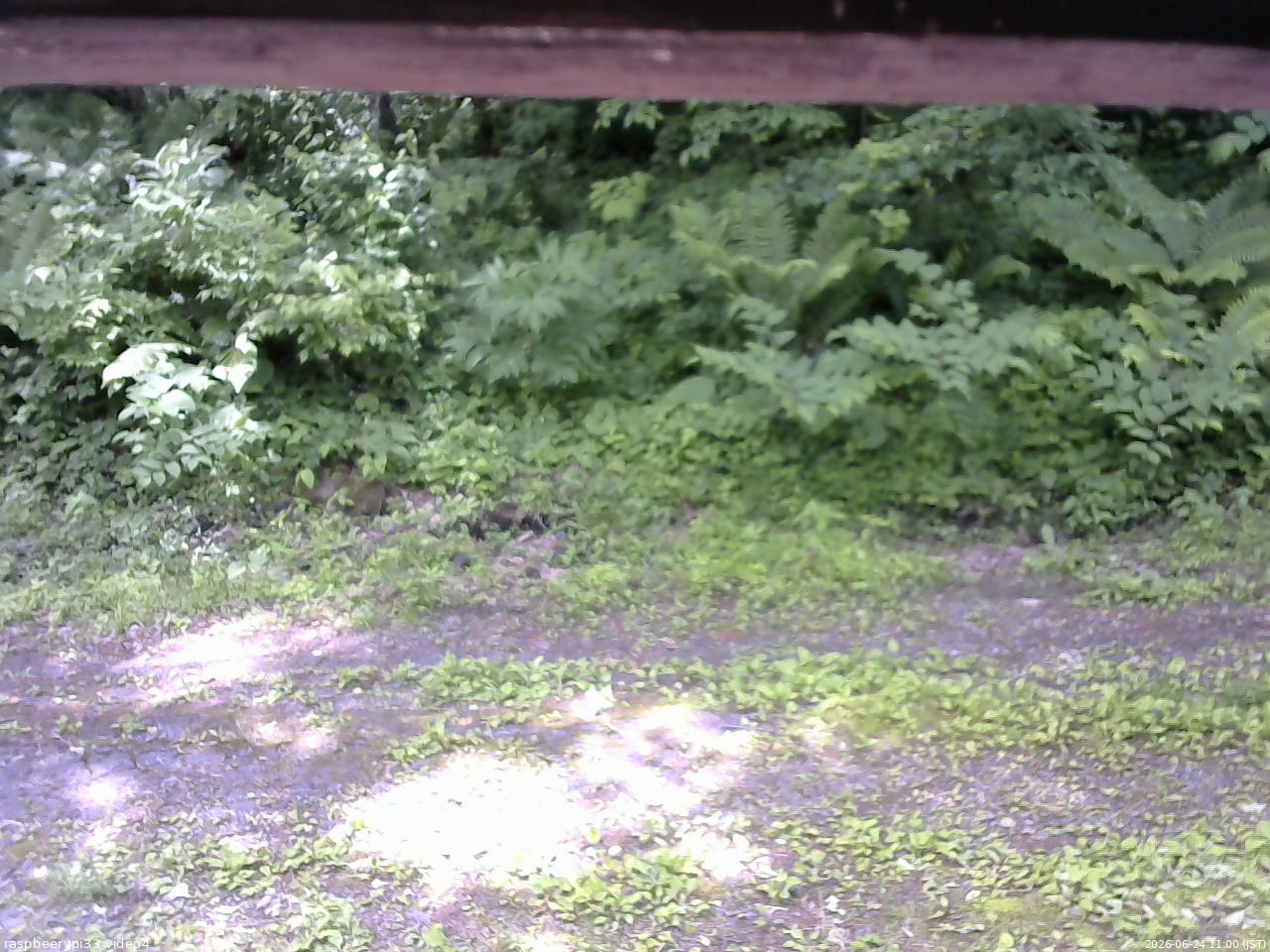 長野県菅平高原 ゆたか山荘 東側(坂下) 2026/06/24 11:00
