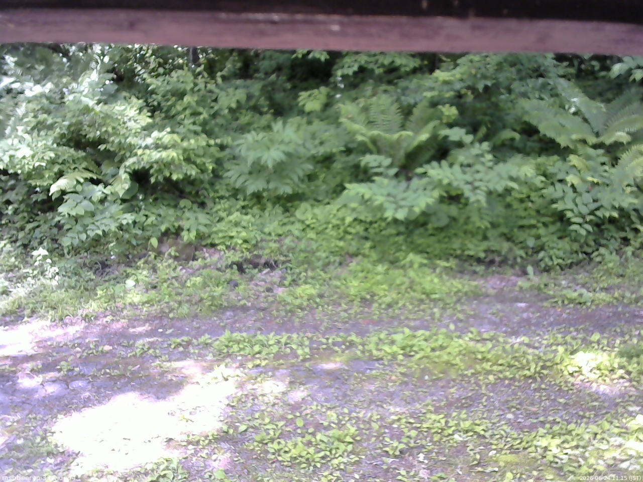 長野県菅平高原 ゆたか山荘 東側(坂下) 2026/06/24 11:15