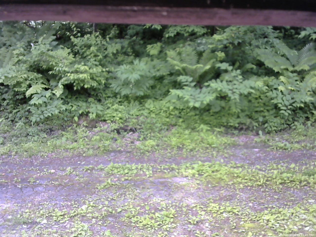 長野県菅平高原 ゆたか山荘 東側(坂下) 2026/06/24 11:45