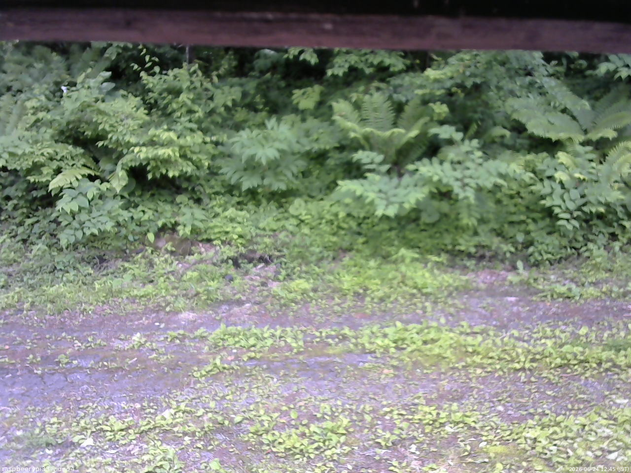 長野県菅平高原 ゆたか山荘 東側(坂下) 2026/06/24 12:45