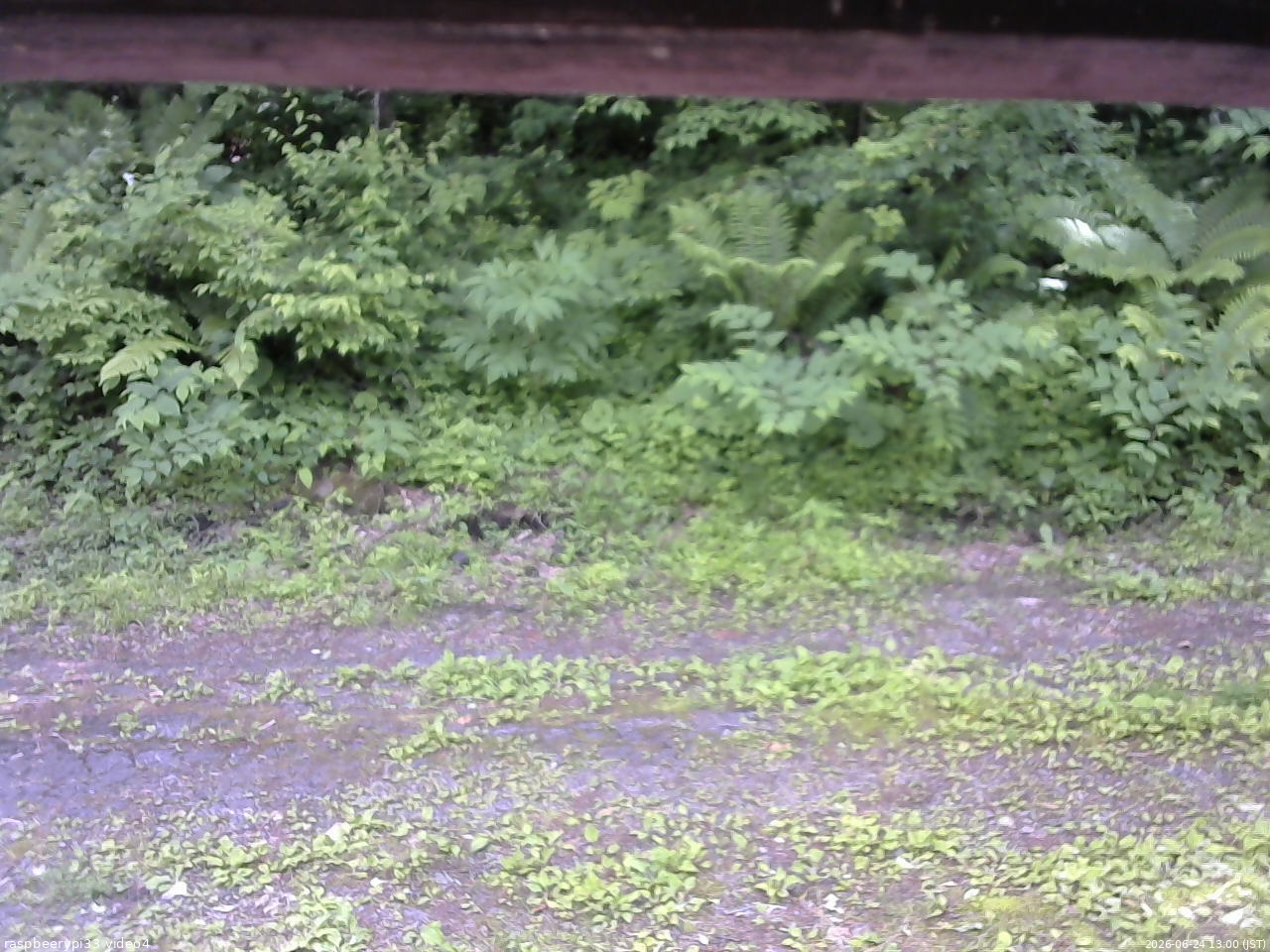 長野県菅平高原 ゆたか山荘 東側(坂下) 2026/06/24 13:00