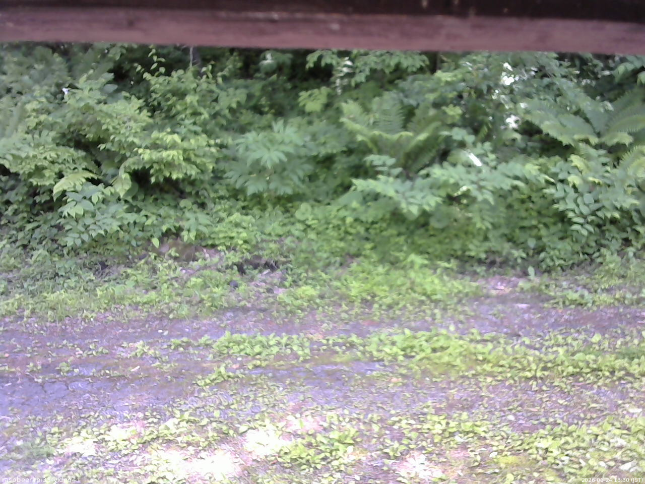 長野県菅平高原 ゆたか山荘 東側(坂下) 2026/06/24 13:30