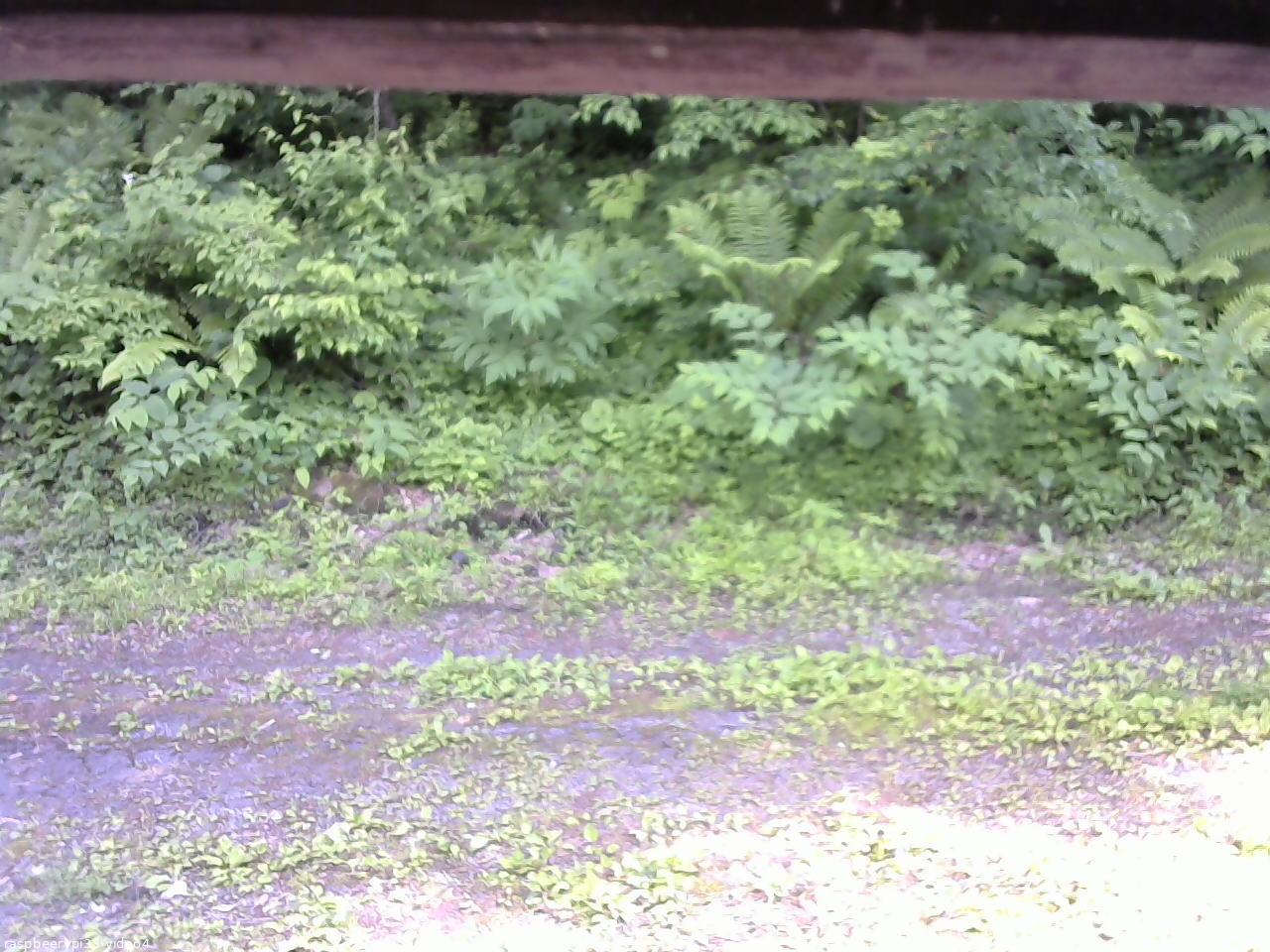 長野県菅平高原 ゆたか山荘 東側(坂下) 2026/06/24 14:15