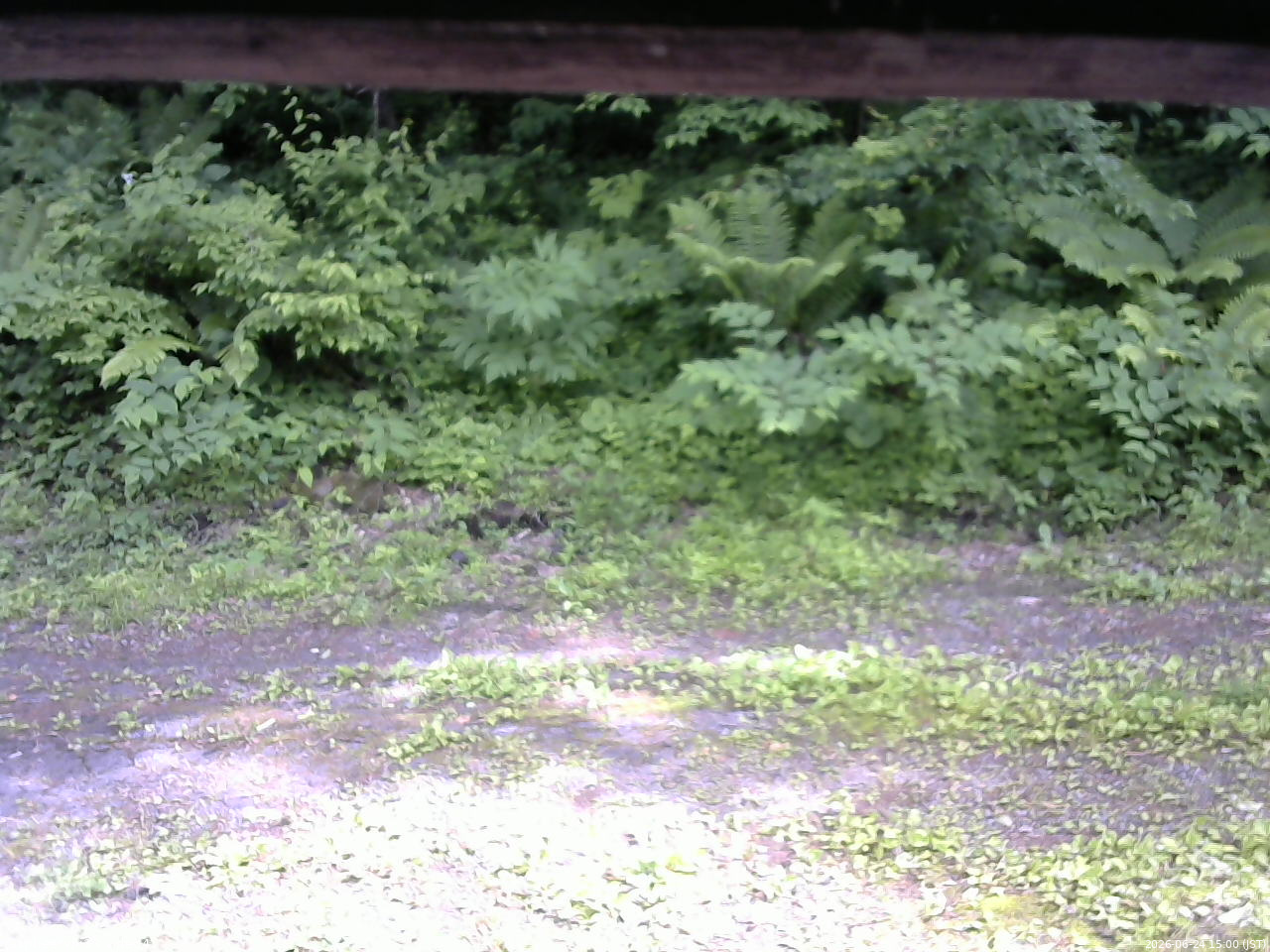 長野県菅平高原 ゆたか山荘 東側(坂下) 2026/06/24 15:00