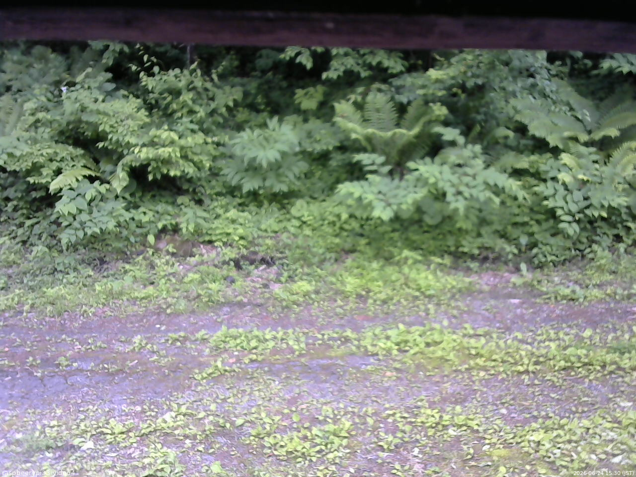 長野県菅平高原 ゆたか山荘 東側(坂下) 2026/06/24 15:30