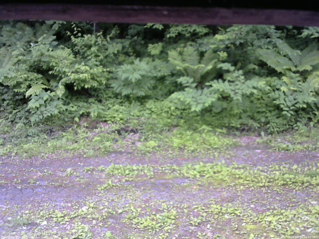 長野県菅平高原 ゆたか山荘 東側(坂下) 2026/06/24 16:45