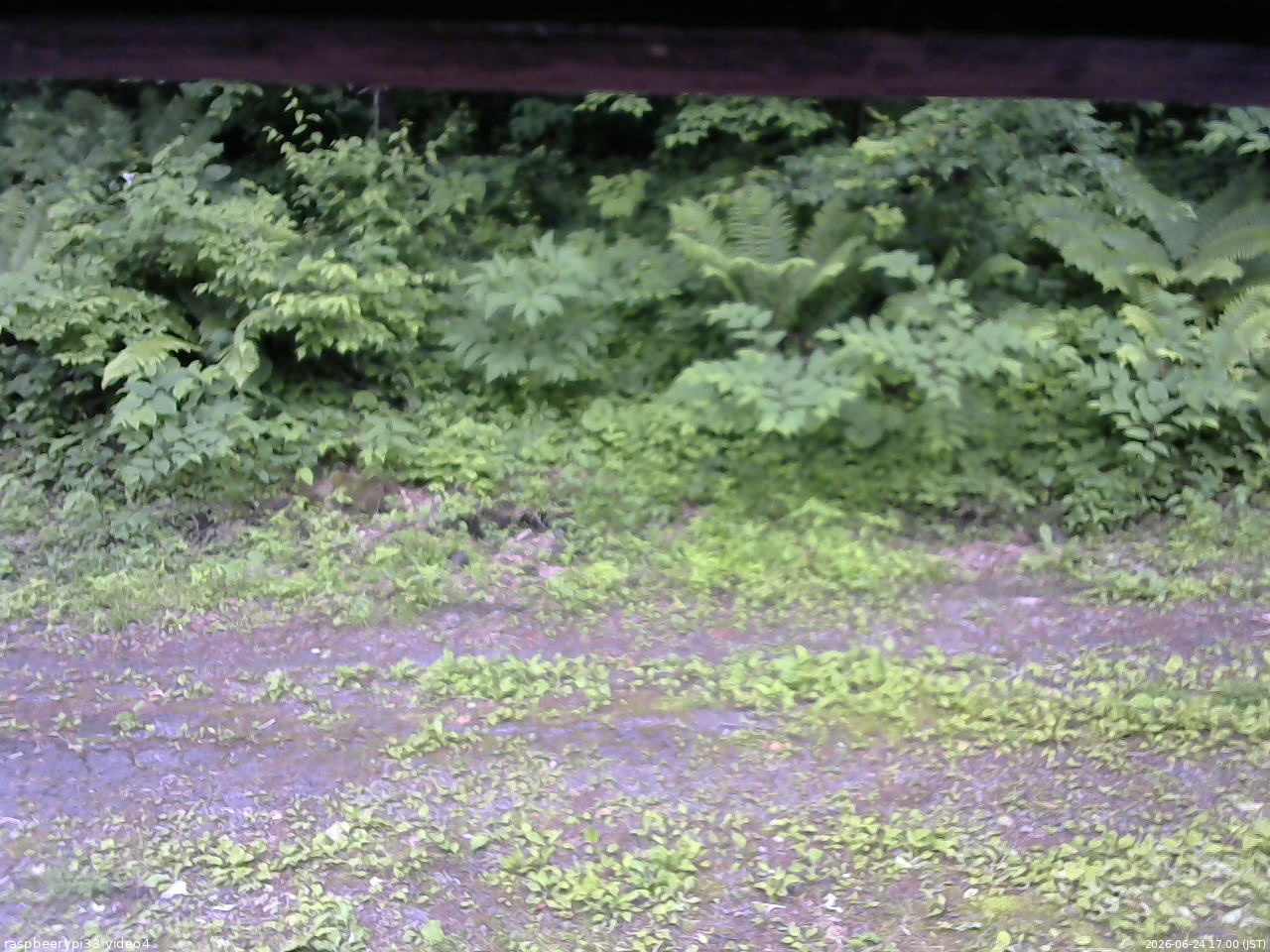 長野県菅平高原 ゆたか山荘 東側(坂下) 2026/06/24 17:00