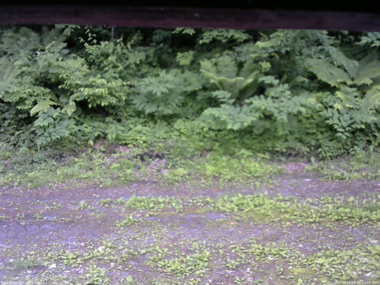 長野県菅平高原 ゆたか山荘 東側(坂下) 2026/06/24 17:45