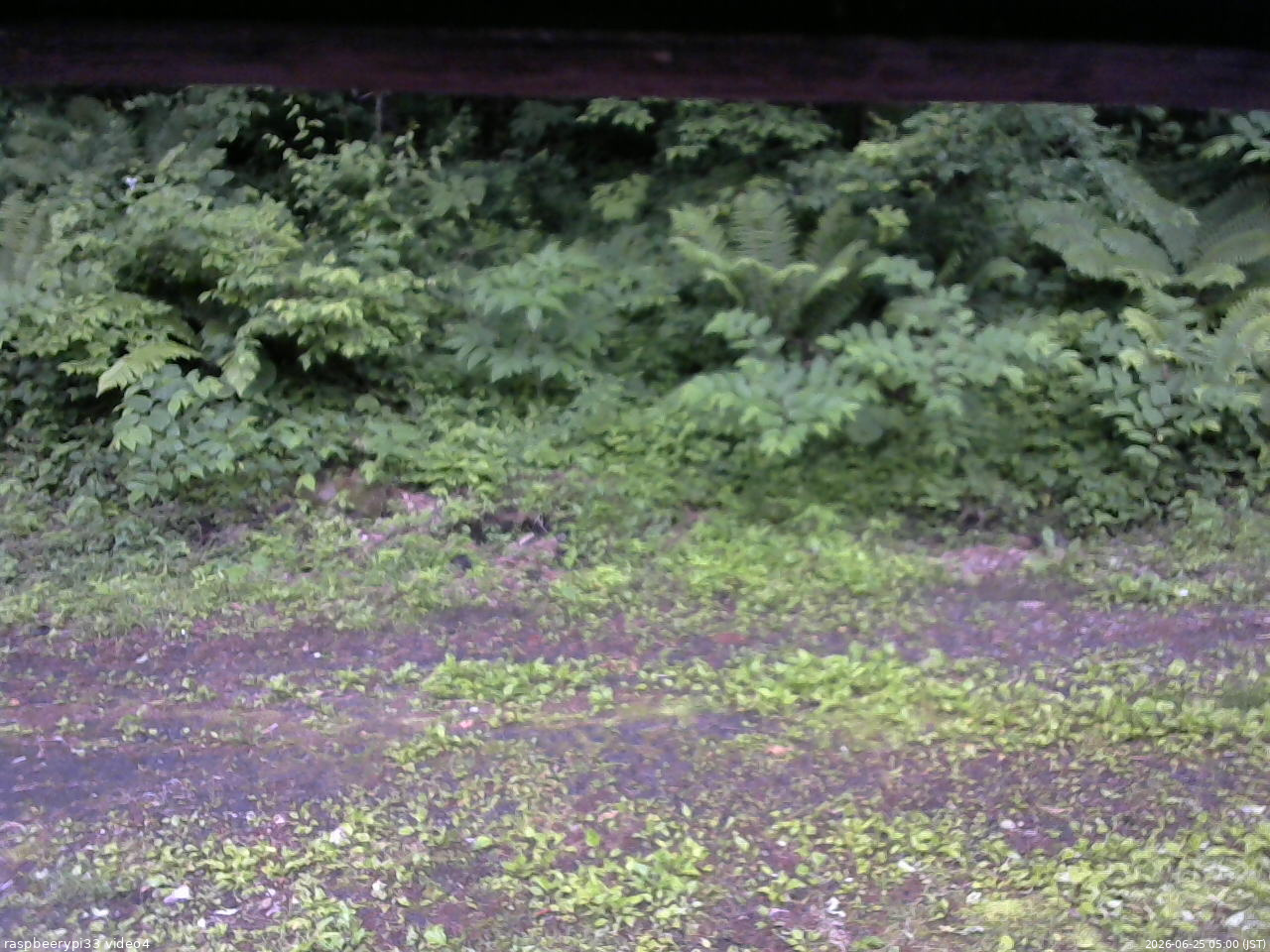 長野県菅平高原 ゆたか山荘 東側(坂下) 2026/06/25 05:00