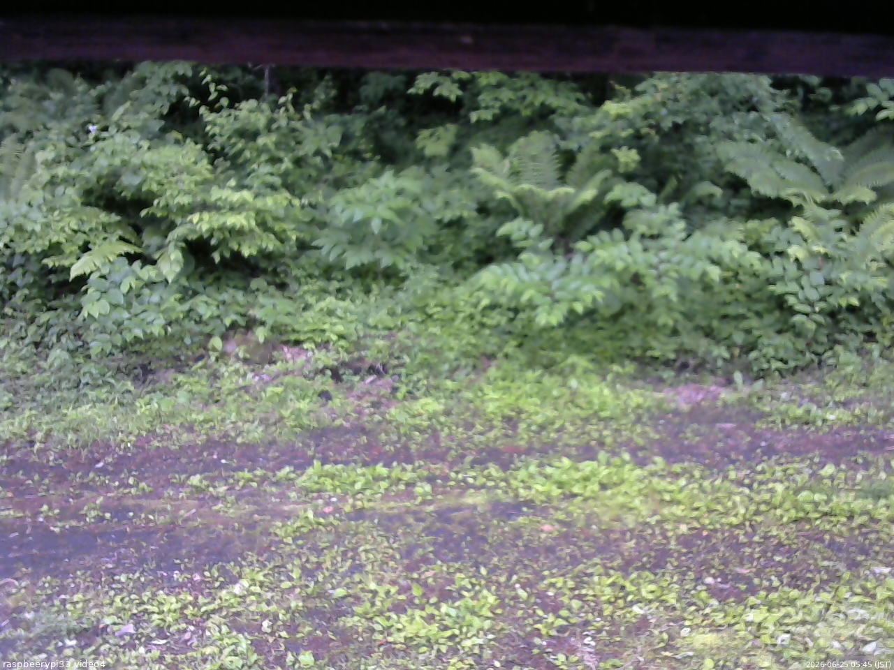 長野県菅平高原 ゆたか山荘 東側(坂下) 2026/06/25 05:45