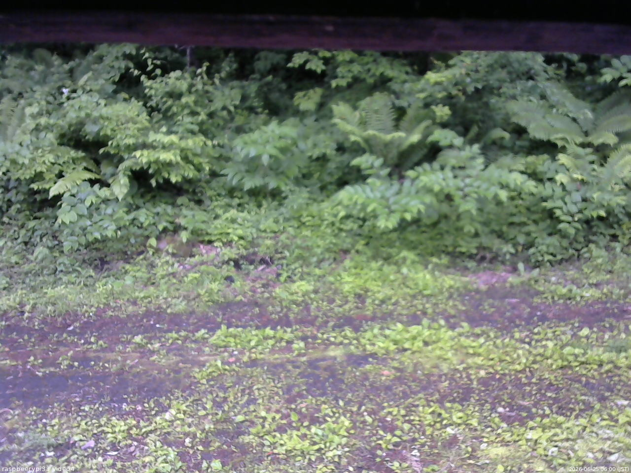 長野県菅平高原 ゆたか山荘 東側(坂下) 2026/06/25 06:00