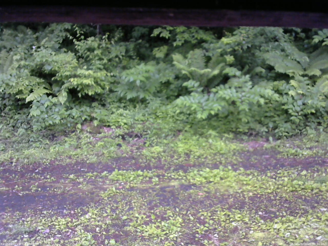 長野県菅平高原 ゆたか山荘 東側(坂下) 2026/06/25 06:30