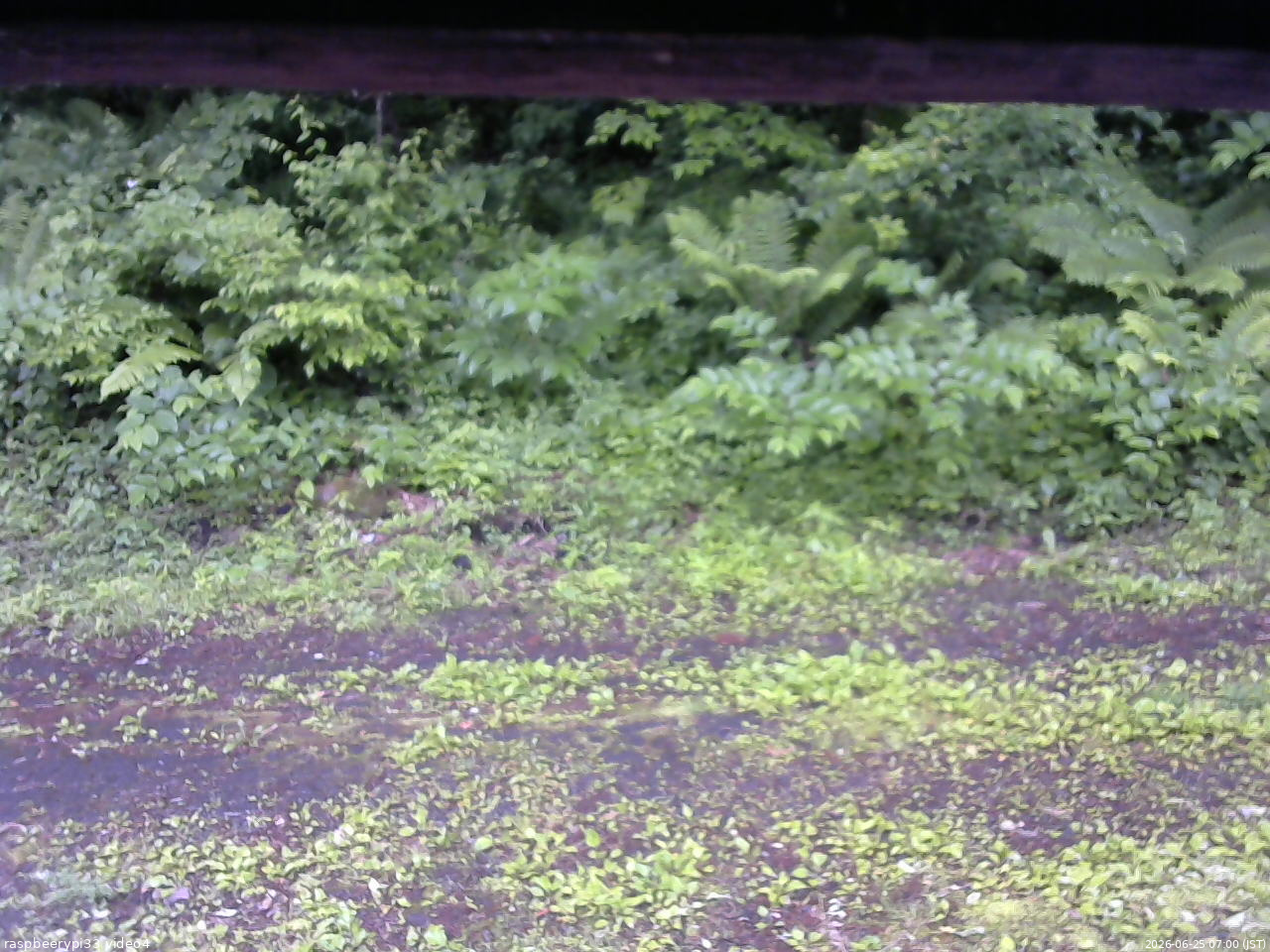 長野県菅平高原 ゆたか山荘 東側(坂下) 2026/06/25 07:00