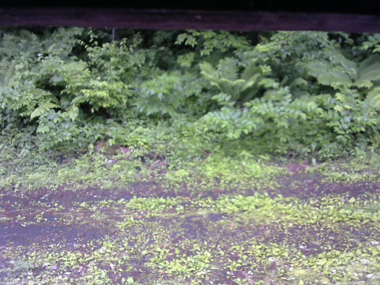 長野県菅平高原 ゆたか山荘 東側(坂下) 2026/06/25 07:15