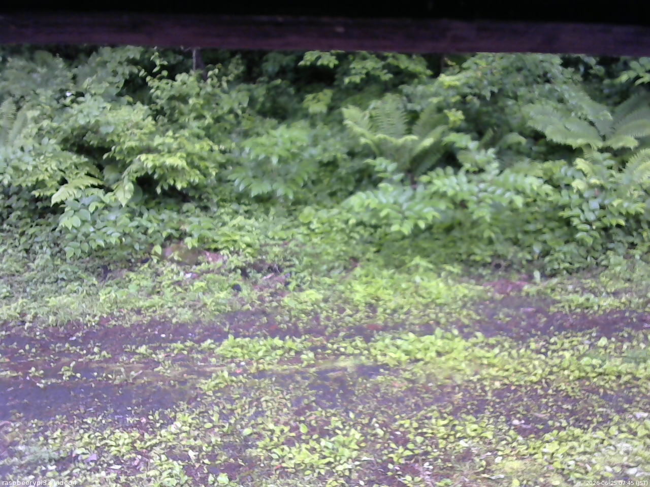 長野県菅平高原 ゆたか山荘 東側(坂下) 2026/06/25 07:45