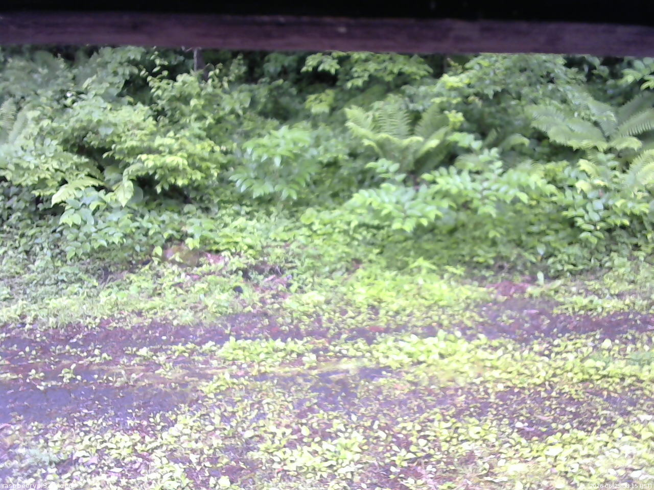 長野県菅平高原 ゆたか山荘 東側(坂下) 2026/06/25 08:15