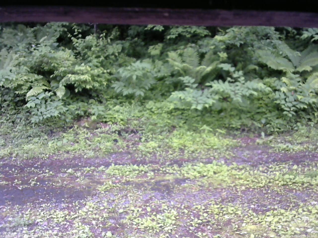 長野県菅平高原 ゆたか山荘 東側(坂下) 2026/06/25 09:00