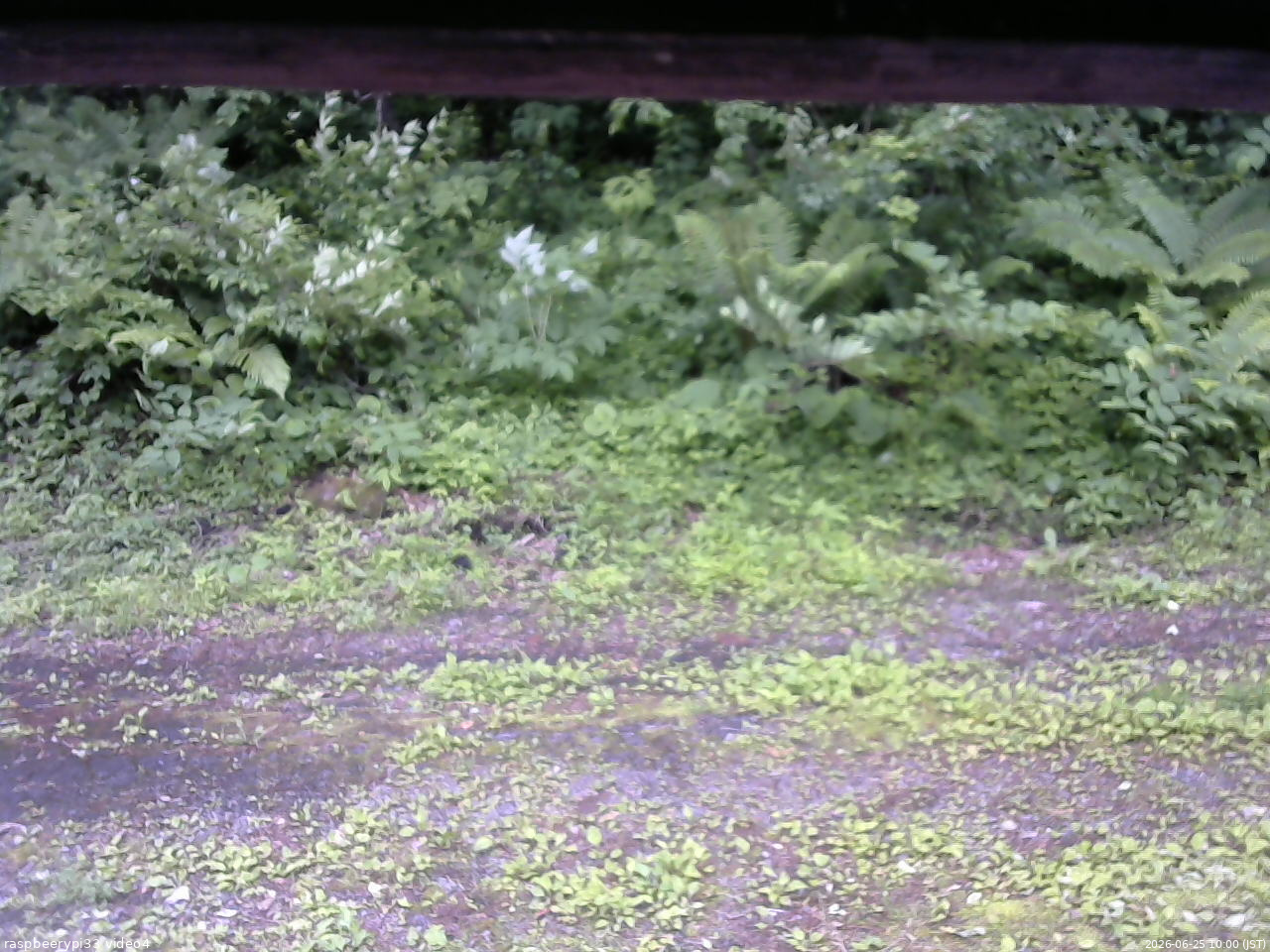 長野県菅平高原 ゆたか山荘 東側(坂下) 2026/06/25 10:00