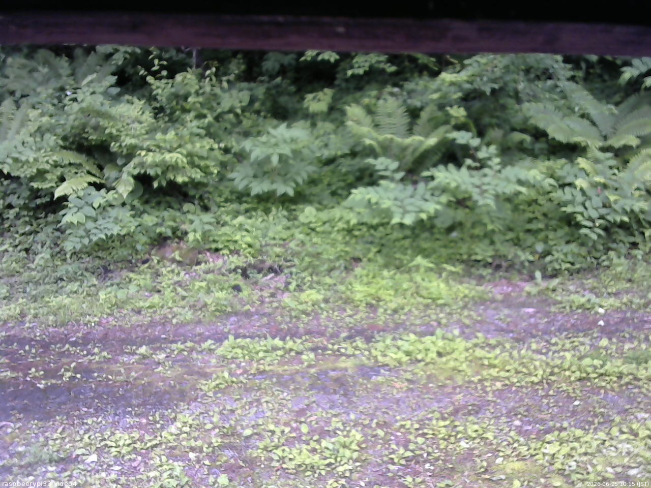 長野県菅平高原 ゆたか山荘 東側(坂下) 2026/06/25 10:15