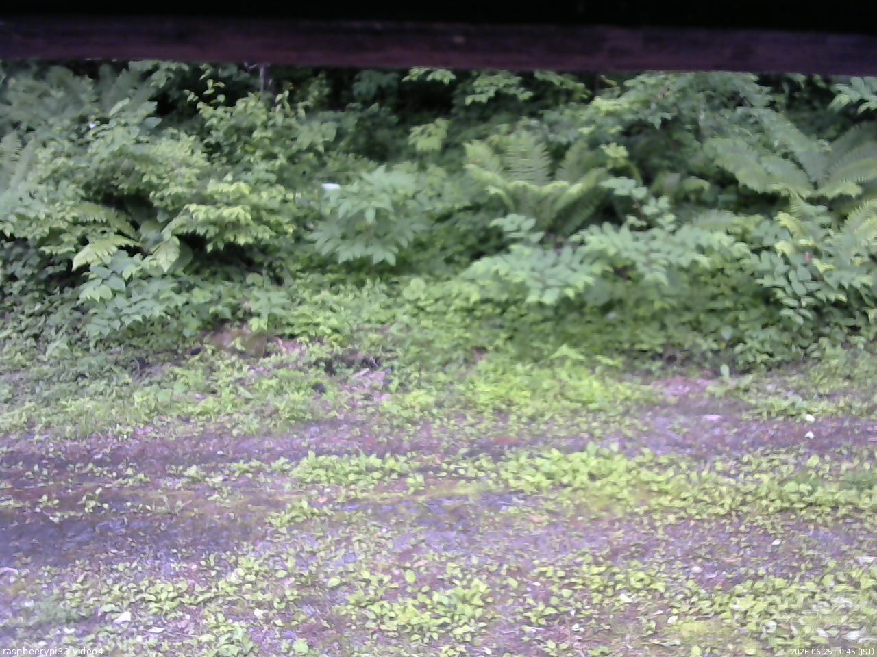 長野県菅平高原 ゆたか山荘 東側(坂下) 2026/06/25 10:45