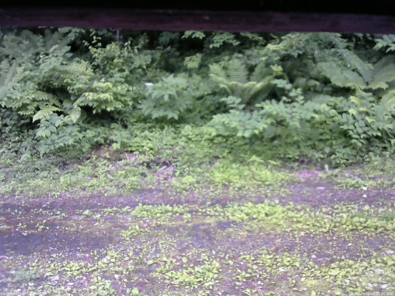 長野県菅平高原 ゆたか山荘 東側(坂下) 2026/06/25 11:00