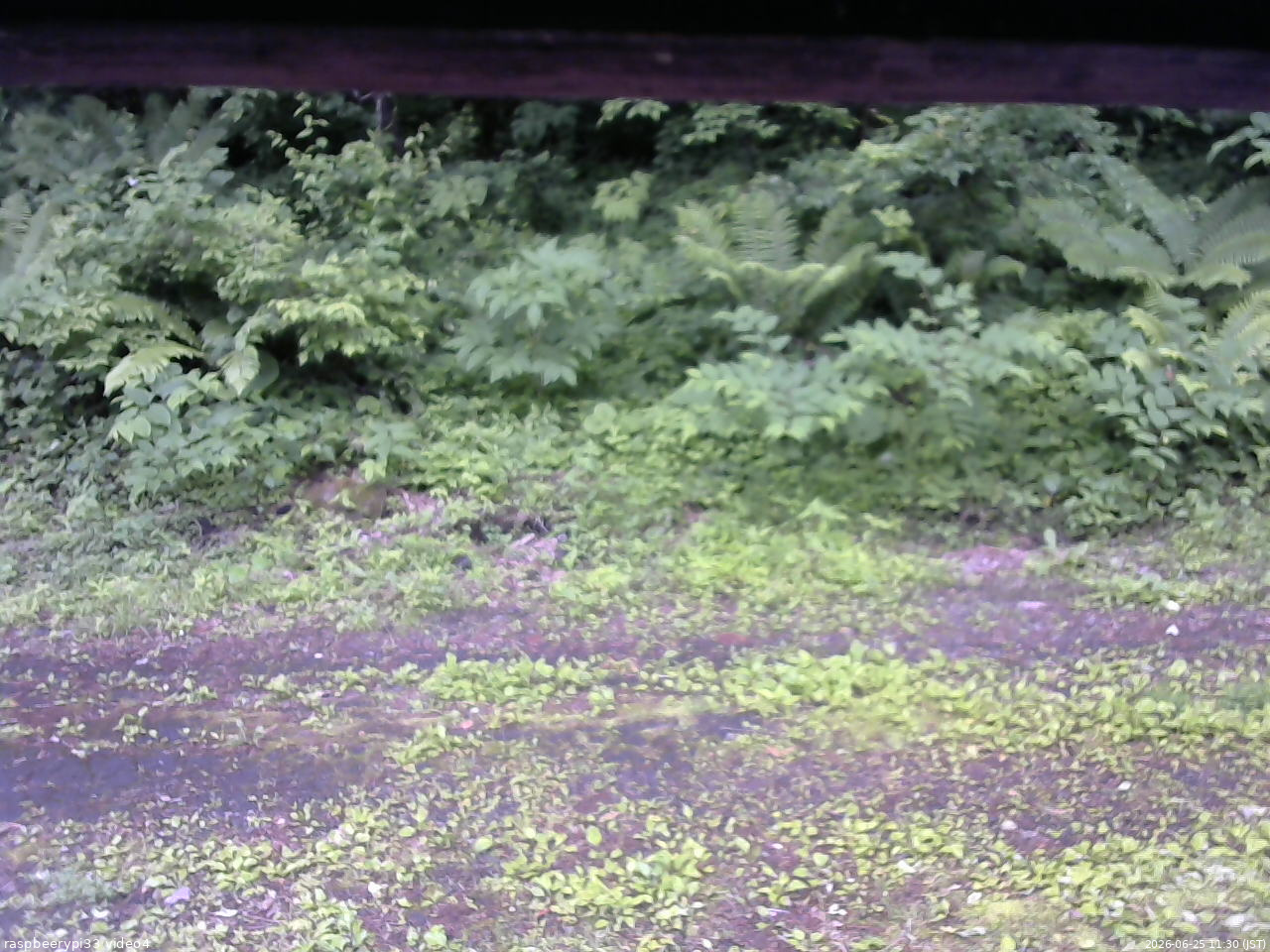 長野県菅平高原 ゆたか山荘 東側(坂下) 2026/06/25 11:30