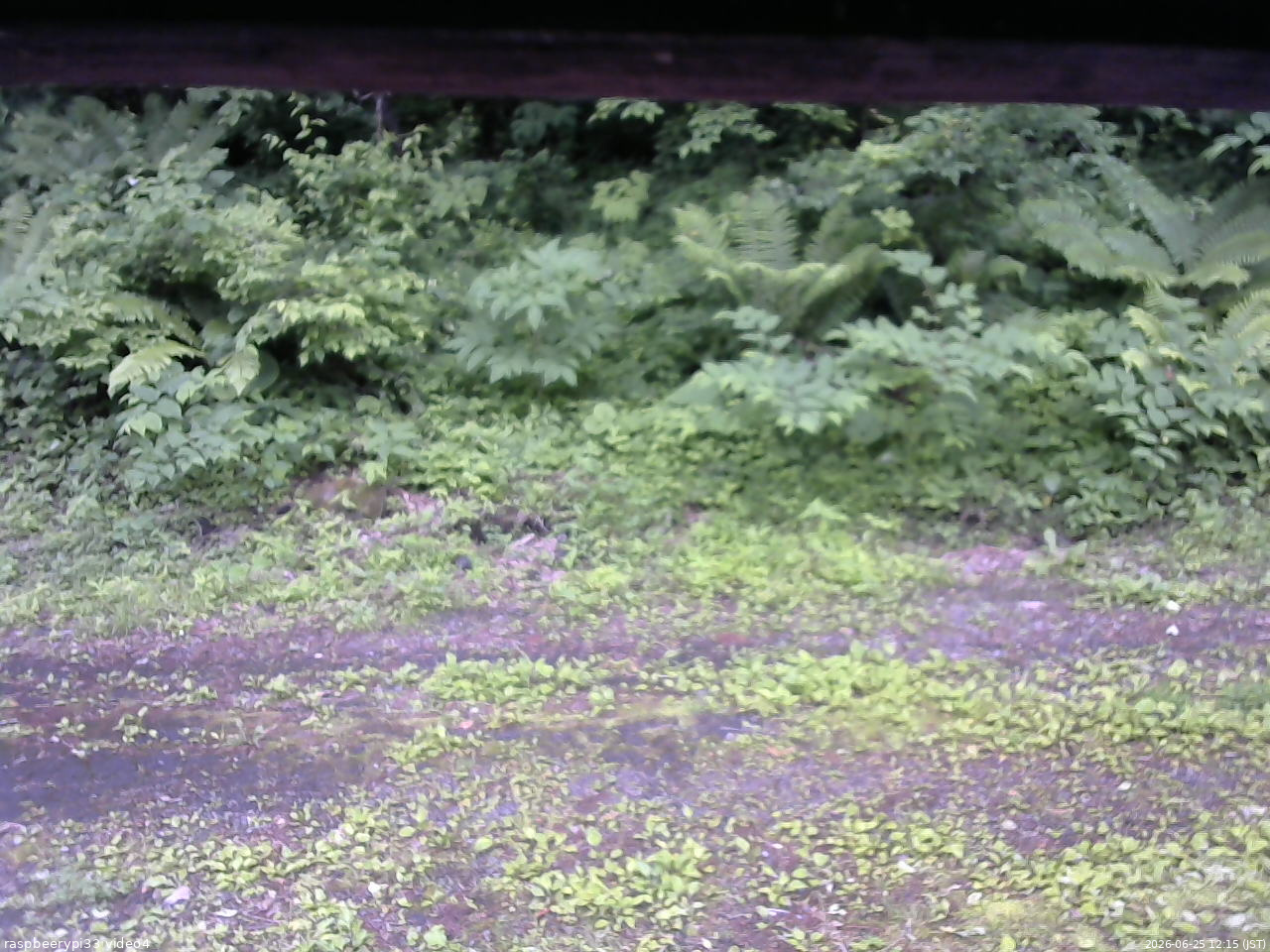 長野県菅平高原 ゆたか山荘 東側(坂下) 2026/06/25 12:15