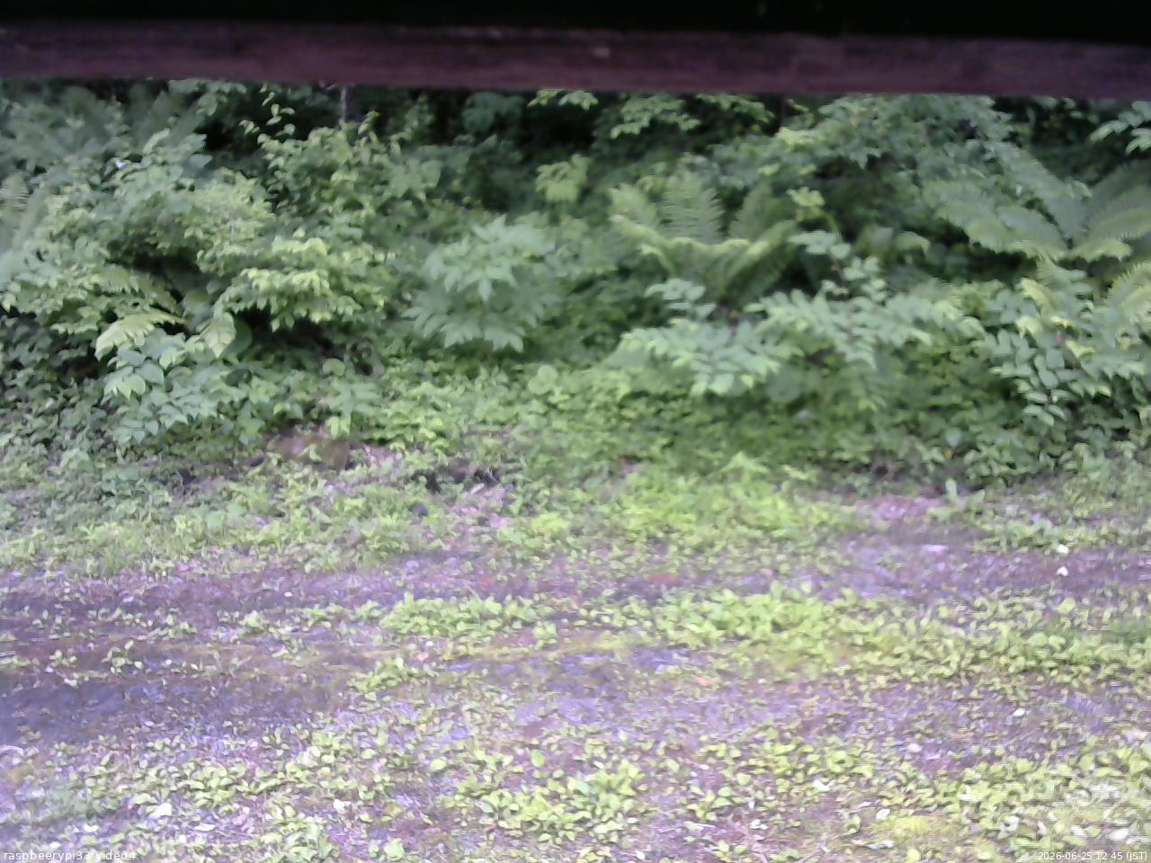 長野県菅平高原 ゆたか山荘 東側(坂下) 2026/06/25 12:45