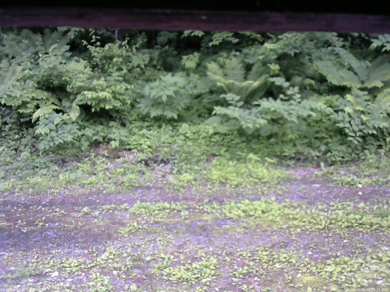 長野県菅平高原 ゆたか山荘 東側(坂下) 2026/06/25 13:15