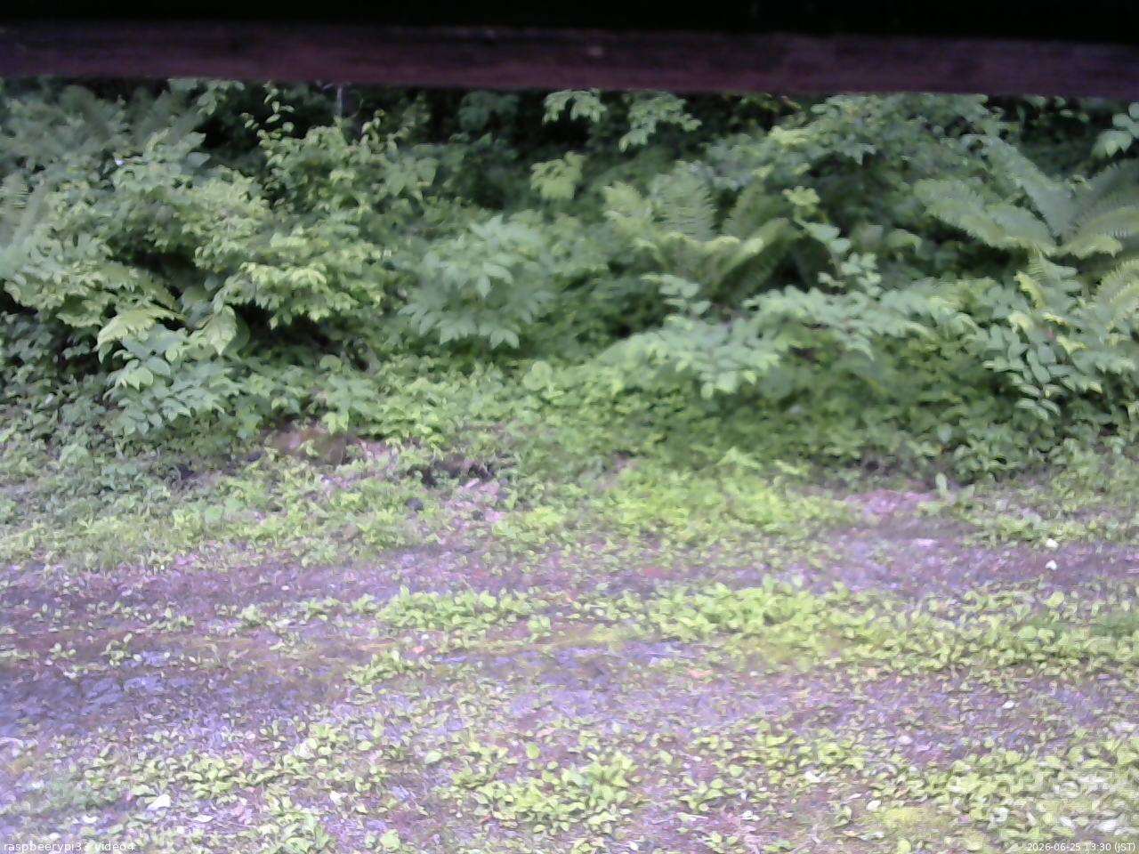 長野県菅平高原 ゆたか山荘 東側(坂下) 2026/06/25 13:30