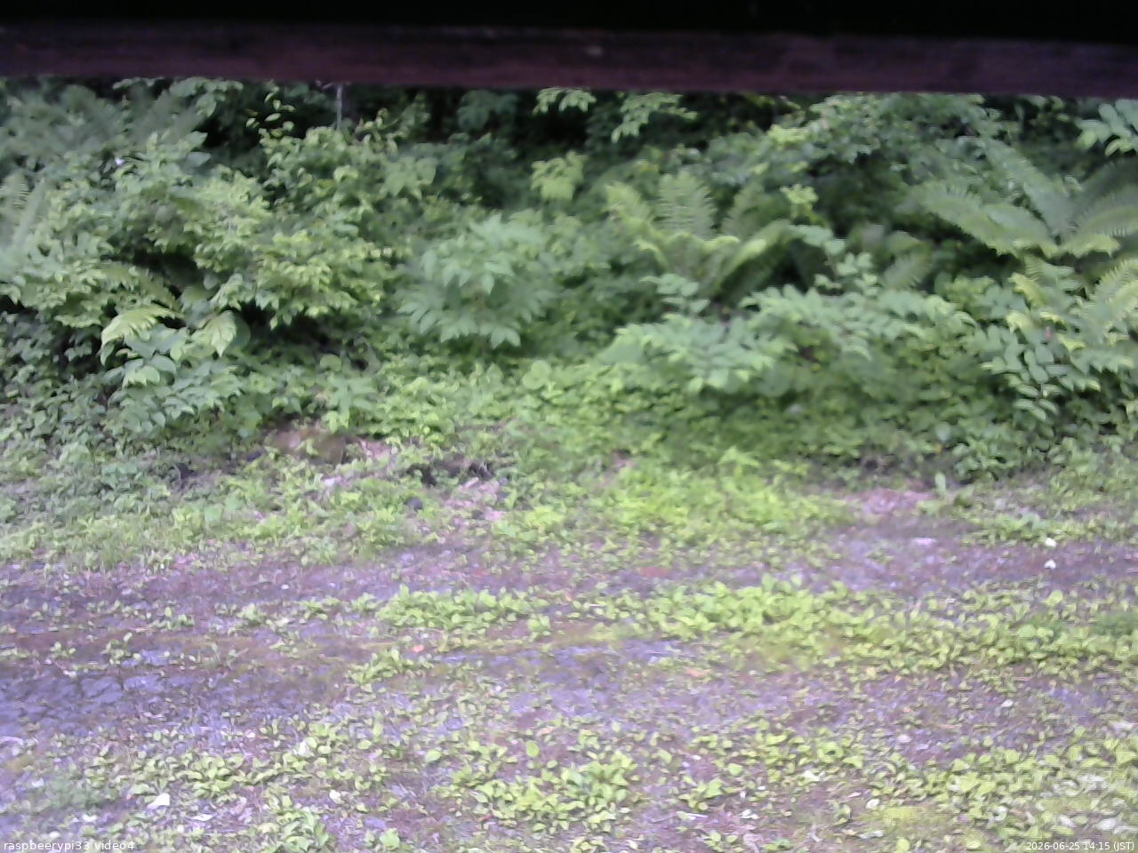 長野県菅平高原 ゆたか山荘 東側(坂下) 2026/06/25 14:15