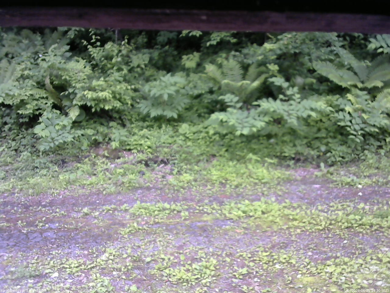 長野県菅平高原 ゆたか山荘 東側(坂下) 2026/06/25 14:30